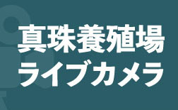 ライブ配信